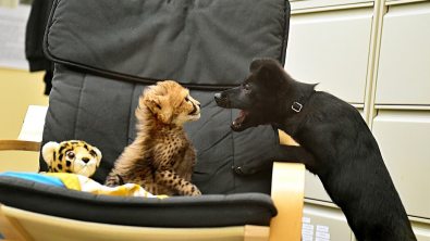 Illustration : Pour éviter à son bébé guépard d'être isolé après l’abandon de sa mère, l’équipe d’un parc zoologique lui a présenté… Un chiot ! (vidéo)
