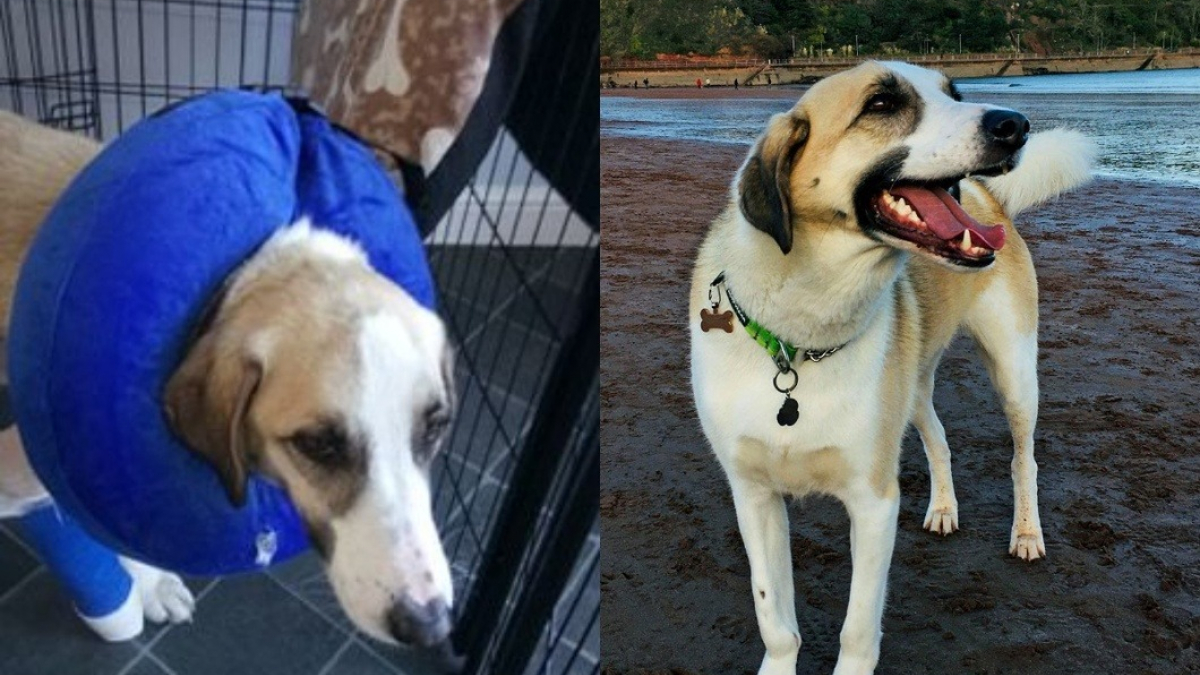 Ce chien handicapé qui fouillait les poubelles a totalement renversé son destin et ne cesse de