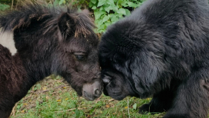 Illustration : "Ce chien et ce poney qui font la même taille sont devenus inséparables"