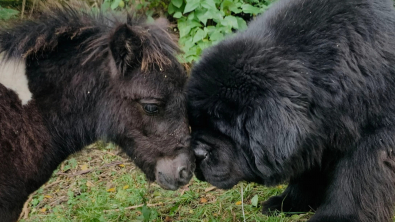 Illustration : "Ce chien et ce poney qui font la même taille sont devenus inséparables"