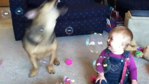 Illustration : "Vidéo : un bébé rit aux éclats en voyant son chien sauter en l’air pour éclater des bulles de savon"