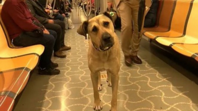 Illustration : "Un homme adopte un chien errant célèbre dans le métro d’Istanbul, pour le protéger d’individus qui lui veulent du mal"