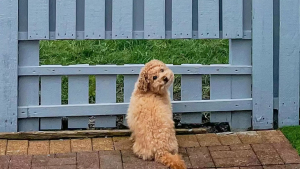 Illustration : "Un chien curieux est le plus heureux lorsque ses propriétaires lui construisent une fenêtre dans la clôture du jardin"