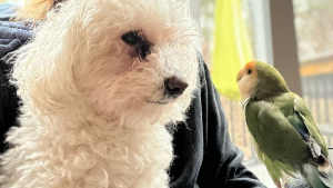 Illustration : "Vidéos : un chien et un perroquet deviennent meilleurs amis et font absolument tout ensemble !"