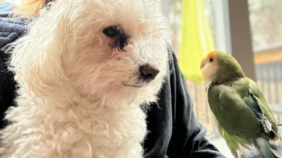 Illustration : "Vidéos : un chien et un perroquet deviennent meilleurs amis et font absolument tout ensemble !"