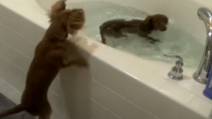 Illustration : "Vidéo : 2 Teckels sont fous de joie quand leur propriétaire leur propose de prendre un bain !"