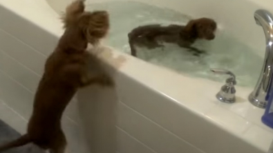 Illustration : "Vidéo : 2 Teckels sont fous de joie quand leur propriétaire leur propose de prendre un bain !"