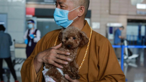 Illustration : "Un moine bouddhiste sauve des milliers d’animaux errants d’une mort certaine"