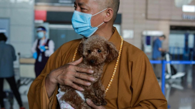 Illustration : "Un moine bouddhiste sauve des milliers d’animaux errants d’une mort certaine"