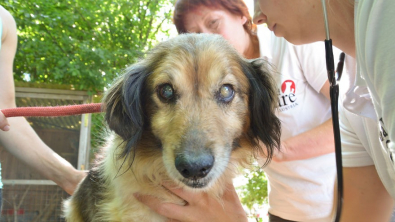 Illustration : "Ce chien aveugle et négligé découvre le bonheur après avoir a été retrouvé dans une maison délabrée"