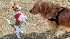 Illustration : "Un Golden Retriever tombe dans un trou et est retrouvé un mois plus tard par un Jack Russell Terrier !"