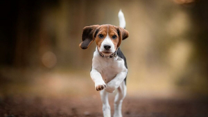 Illustration : "20 photos de chiens fonçant joyeusement sur vous pour vous faire la fête"