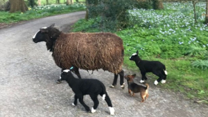 Illustration : "Vidéo : Cette chienne haute comme trois pommes sait se faire respecter par son troupeau de moutons !"