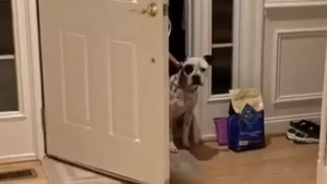 Illustration : "Vidéo : maltraitée par le passé, cette chienne a très peur au moment d’entrer dans sa nouvelle maison"