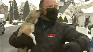 Illustration : Vidéo : un chiot interrompt un journaliste en plein direct pour lui faire des bisous
