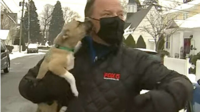 Illustration : "Vidéo : un chiot interrompt un journaliste en plein direct pour lui faire des bisous"