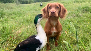 Illustration : "Vidéo : un chiot et un canard se lient d’amitié et jouent tout le temps ensemble"