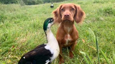 Illustration : Vidéo : un chiot et un canard se lient d’amitié et jouent tout le temps ensemble