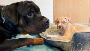 Illustration : "Ce Rottweiler aveugle adopté 1 an plus tôt va permettre à 2 chiots abandonnés de vivre le même bonheur que lui"