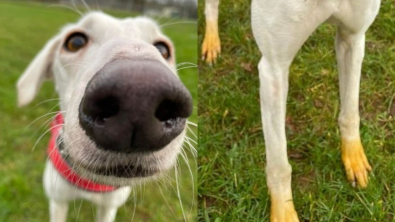 Illustration : "À sa grande surprise, un refuge accueille une chienne errante avec le bout des pattes tout jaune"