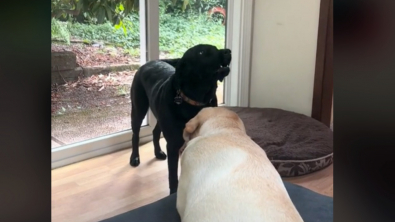 Illustration : "Un Labrador dénonce sa sœur qui n’obéit pas aux règles (vidéo)"