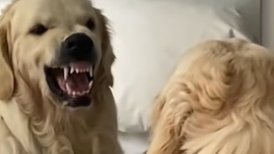 Illustration : Un Golden Retriever fait des grimaces face au miroir pour essayer d’avoir l’air méchant (vidéo)