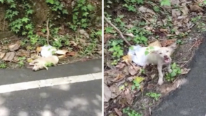 Illustration : "Vidéo : un chien abandonné et terrorisé par les humains se métamorphose après avoir été adopté"