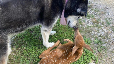 Illustration : Vidéo : une chienne prend un faon orphelin sous son aile, et lui apporte du réconfort