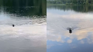 Illustration : "Vidéo : tous les jours, ce chien traverse un lac à la nage pour aller saluer les habitants de l’autre rivage"