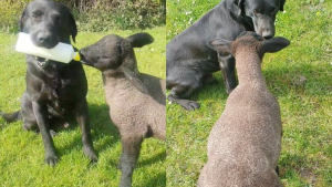 Illustration : "Une fermière ne peut pas donner le biberon à tous ses agneaux et demande à son Labrador de l’aider !"