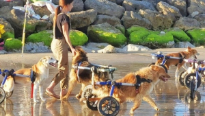 Illustration : "Vidéo : des chiens handicapés partent en escapade en bord de mer et ne peuvent contenir leur joie "