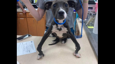 Illustration : Vidéos : ce chiot abandonné et souffrant d'une malformation se voit offrir une seconde chance et se métamorphose