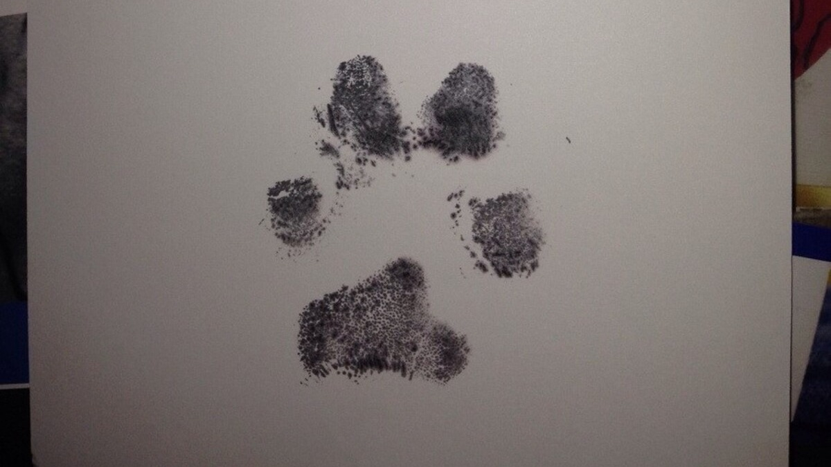 Un vétérinaire offre une lettre d’adieu déchirante au maître d’un chien