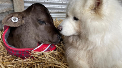 Illustration : "Un Samoyède qui adore les veaux prend soin de tous les petits orphelins de sa ferme"