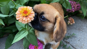 Illustration : "Ce chien plein de tendresse renifle toutes les fleurs qu’il croise"