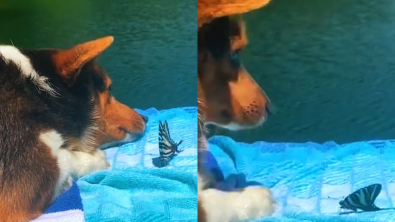 Illustration : "Un Corgi et un papillon partagent un instant de jeu au bord de l’eau (vidéo)"