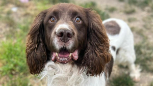 Illustration : "Ce chien sénior cherche une famille aimante après avoir passé 2 ans tout seul dans un jardin"