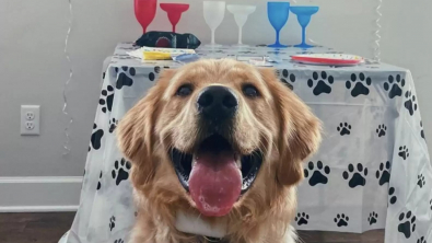 Illustration : Vidéo : une famille surprend son Golden Retriever en lui offrant la plus belle des surprises d’anniversaire !