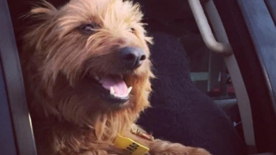 Illustration : Ce chien féru d'aventures a visité son pays en auto-stop