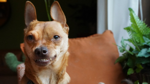 Illustration : "Grâce à son sourire permanent, ce chien a récolté tout l’argent nécessaire pour être soigné"