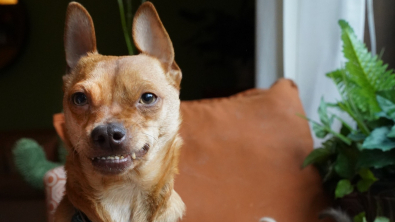 Illustration : "Grâce à son sourire permanent, ce chien a récolté tout l’argent nécessaire pour être soigné"