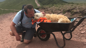 Illustration : "Atteint d’une leucémie en phase terminale, ce chien entame sa dernière aventure aux côtés de son maître"