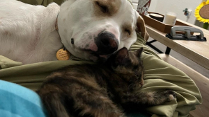 Illustration : "Vidéo : après s’être battu pour survivre, ce chaton abandonné a trouvé l’amour dont il avait besoin auprès d’une chienne dévouée"