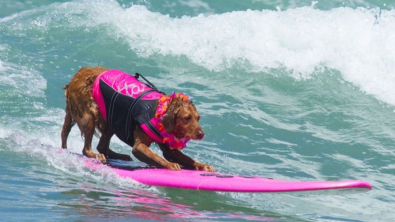 Illustration : "Vidéo : une chienne de surf thérapeutique a pris sa dernière vague avant une retraite bien méritée"