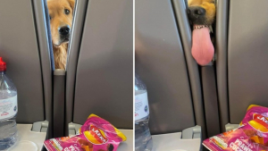 Illustration : "Un Golden Retriever à l’appétit vorace tente par tous les moyens de dérober les chips d'un passager de train (vidéo)"