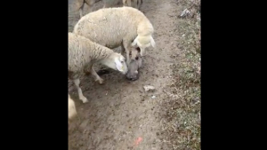 Illustration : "Vidéo : un chiot de berger fait la connaissance de son futur troupeau, et est à la fois intimidé et curieux"
