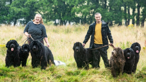 Illustration : "Vidéo : Ce couple partage sa maison avec 8 chiens immenses"