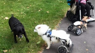Illustration : "Une femme en fauteuil roulant offre une seconde chance à des chiens en situation de handicap"