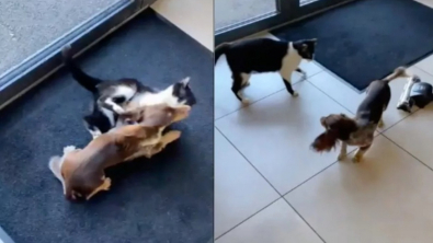 Illustration : Un Teckel et un chat font connaissance chez le vétérinaire, puis finissent par jouer ensemble dans la salle d'attente (vidéo)