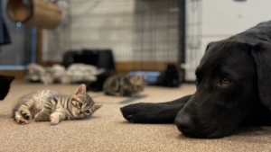 Illustration : "Un jeune Labrador devient un père de substitution pour 7 chatons orphelins (vidéo)"